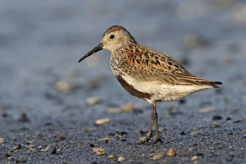 Dunlin (Calidris alpina), Florida, USA