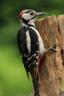 Great Spotted Woodpecker (Dendrocopos major) male, Lower Saxony, Germany