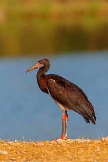 Abdim's stork, rain stork, Abdim, (Ciconia abdimii), African stork species, family of storks,