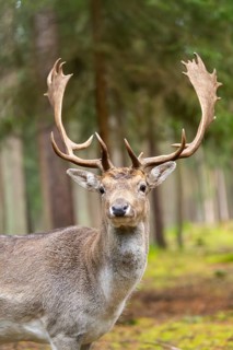 European fallow deer (Dama dama) buck, portrait, in a forest in autumn, Bavaria, Germany