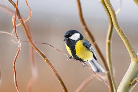 Great tit (Parus major) sitting on a branch, Bavaria, Germany