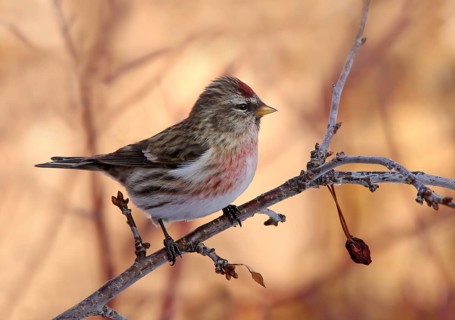 Common Redpoll, Acanthis flammea, perches on a cherry tree, in Saskatchewan, Canada