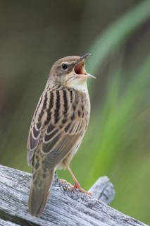 Lanceolated Warbler - Strichelschwirl - Locustella lanceolata ssp. lanceolata, Russia