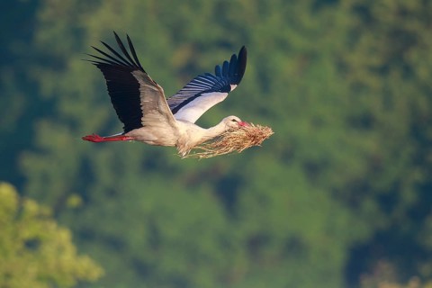 White Stork (Ciconia ciconia) flying with nesting material, North Rhine-Westphalia, Germany
