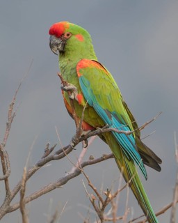 Red-fronted Macaw (Ara rubrogenys) perched on a branch, Bolivia