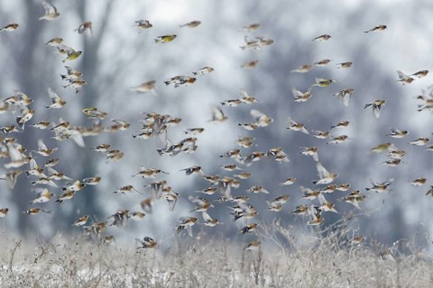 Bergfinkenschwarm fliegend; im Flug; lat. Fringilla montifringilla; vor Baumgruppe; Steinwedler