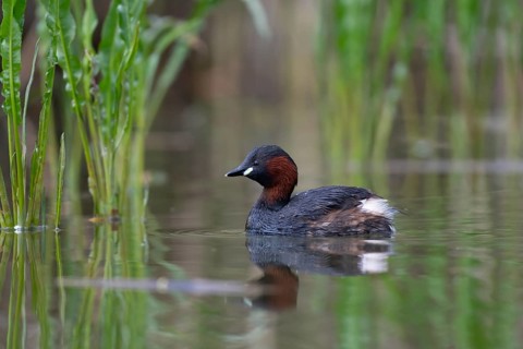Little Grebe (Tachybaptus ruficollis), Saxony, Germany