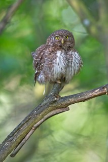 Eurasian Pygmy Owl (Glaucidium passerinum) female perched on a branch, Bavaria, Germany