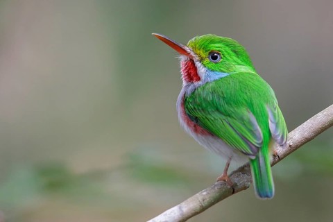 Cuban Tody (Todus multicolor) perched on a branch in Cuba