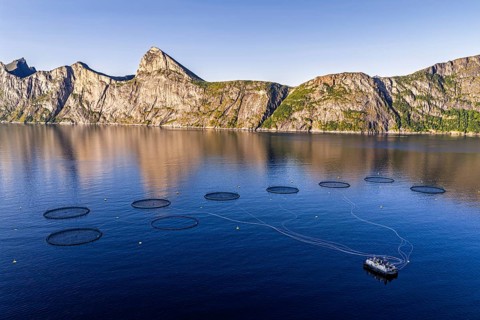 Aerial view of a salmon farm, aquaculture in the Mefjord on Senja island, in the background the