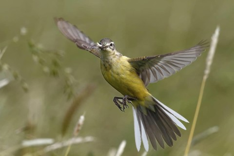 Western Yellow Wagtail (Motacilla flava) flying, Lower Saxony, Germany