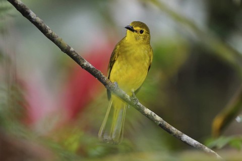 Yellow-browed Bulbul (Acritillas indica), Sri Lanka