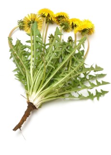 Common dandelion (Taraxacum) Ruderalia, Taraxacum officinale, medicinal plant, the most important