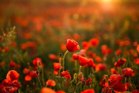 Glowing golden light bathes a vibrant field of Papaver rhoeas, commonly known as common poppy or