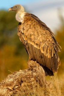 Griffon vulture (Gyps fulvus), portrait, Pyrenees, Catalonia, Spain