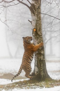 One young Siberian Tiger, Panthera tigris altaica, running thru an open forest with dense fog in