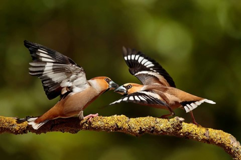 Appelvink, Hawfinch, Coccothraustes coccothraustes