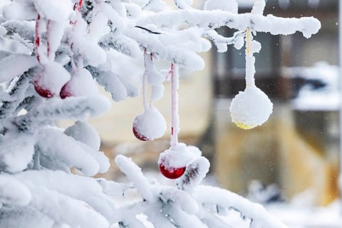 Christmas tree in the snow. The decorative glass balls are covered with hoarfrost. Westerheim,