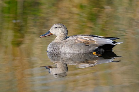 Schnatterente (Anas strepera), Gadwall, Erpel, Altvogel, April, Krickenbecker Seen,