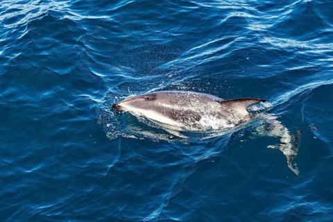 A dolphin swims in the blue sea, surrounded by waves, The Clymene dolphin (Stenella clymene) near