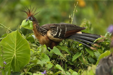 Hoatzin (Opisthocomus hoazin) feeding on leaves in tree, Orinoco Delta, Venezuela
