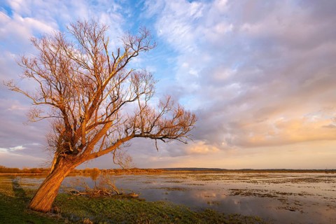 Tree on the Hunte at sunset in Ochsenmoor at Dümmer See, Hüde, Lower Saxony, Germany