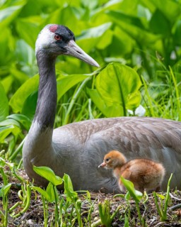 Crane (gurs grus) in nest with chicks, Feldberger Seenlandschaft, Mecklenburg-Vorpommern, Germany