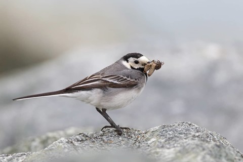 White Wagtail (Motacilla alba), Iceland