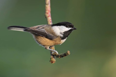 Black-capped Chickadee (Poecile atricapillus), British Columbia, Canada
