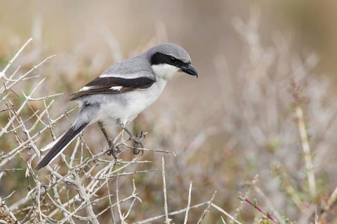 Southern Grey Shrike (Lanius meridionalis) perched on a dried twig, Fuerteventura, Spain