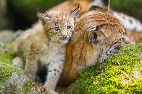 Eurasian lynx (Lynx lynx) mother with her youngsters (cubs) lying on a rock in a forest, Bavaria,