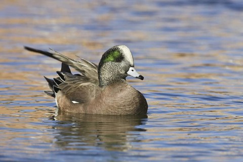 American Wigeon (Mareca americana) male, New Mexico, USA