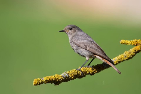 Black Redstart (Phoenicurus ochruros) female, Hungary