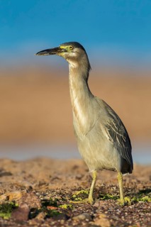 Striated Heron (Butorides striata), Eilat, Israel