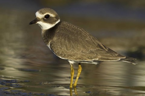 Common Ringed Plover (Charadrius hiaticula), Asturias, Spain