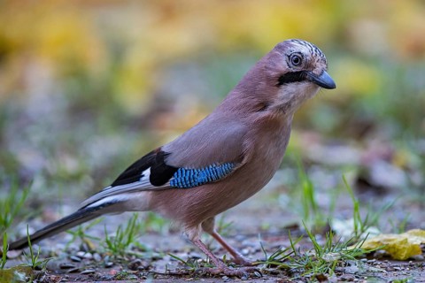 Eurasian Jay (Garrulus glandarius) perched on the ground, Bavaria, Germany