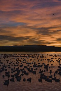 Snow Goose (Anser caerulescens), New Mexico, USA