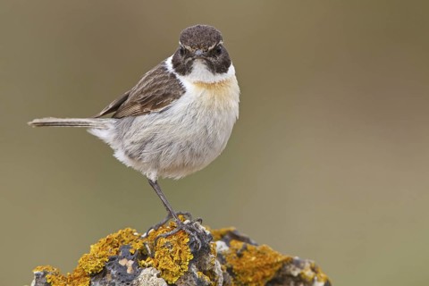Canary Islands Stonechat (Saxicola dacotiae), Fuerteventura, Spain
