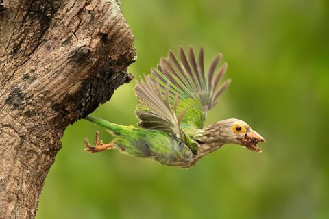 Lineated Barbet (Psilopogon lineatus) flying with food in beak, Chiang Mai, Thailand