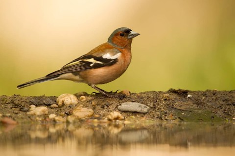 Common Chaffinch (Fringilla coelebs) male at waterhole, Serbia