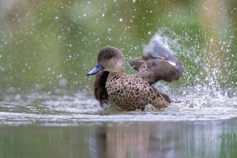 Grey Teal (Anas gracilis) bathing, Victoria, Australia