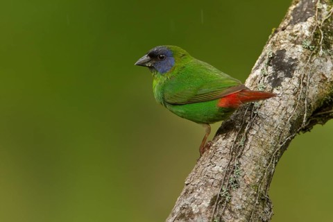 Blue-faced Parrotfinch (Erythrura trichroa macgillivrayi), Queensland, Australia