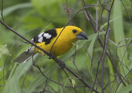 Golden Grosbeak (Pheucticus chrysogaster), Guayas, Ecuador
