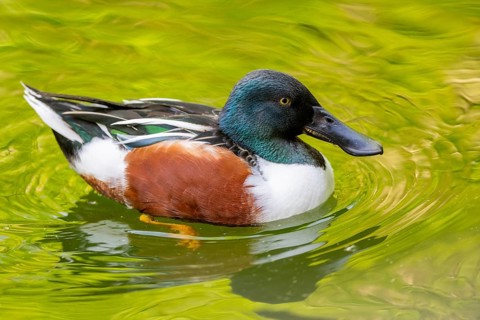 Northern shoveler (Spatula clypeata) male swimming in lake in summer, Bavaria, Germany
