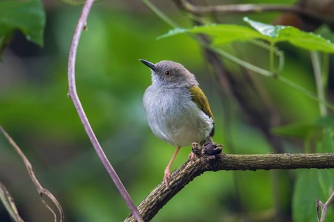 Grey-backed Camaroptera (Camaroptera brevicaudata) perched on a branch, Arusha, Tanzania