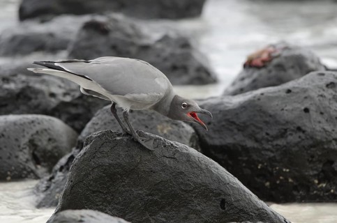 A Lava Gull calling on Santa Cruz Island in the Galapagos