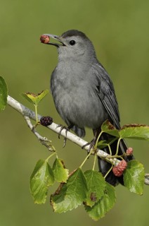 Grey Catbird (Dumetella carolinensis), Texas, USA
