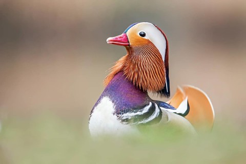 Mandarin Duck (Aix galericulata) male, Saxony-Anhalt, Germany