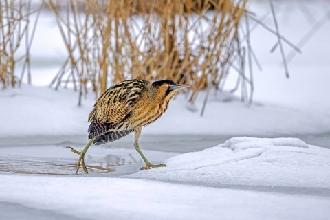 Eurasian bittern, great bittern (Botaurus stellaris) foraging well camouflaged in the snow in reed