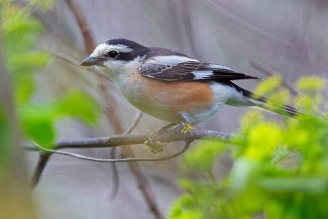 Masked shrike, (Lanius nubicu), animals, birds, family of shrikes, perching site, biotope Lesbos
